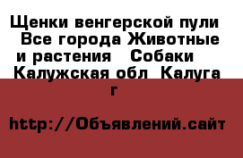 Щенки венгерской пули - Все города Животные и растения » Собаки   . Калужская обл.,Калуга г.